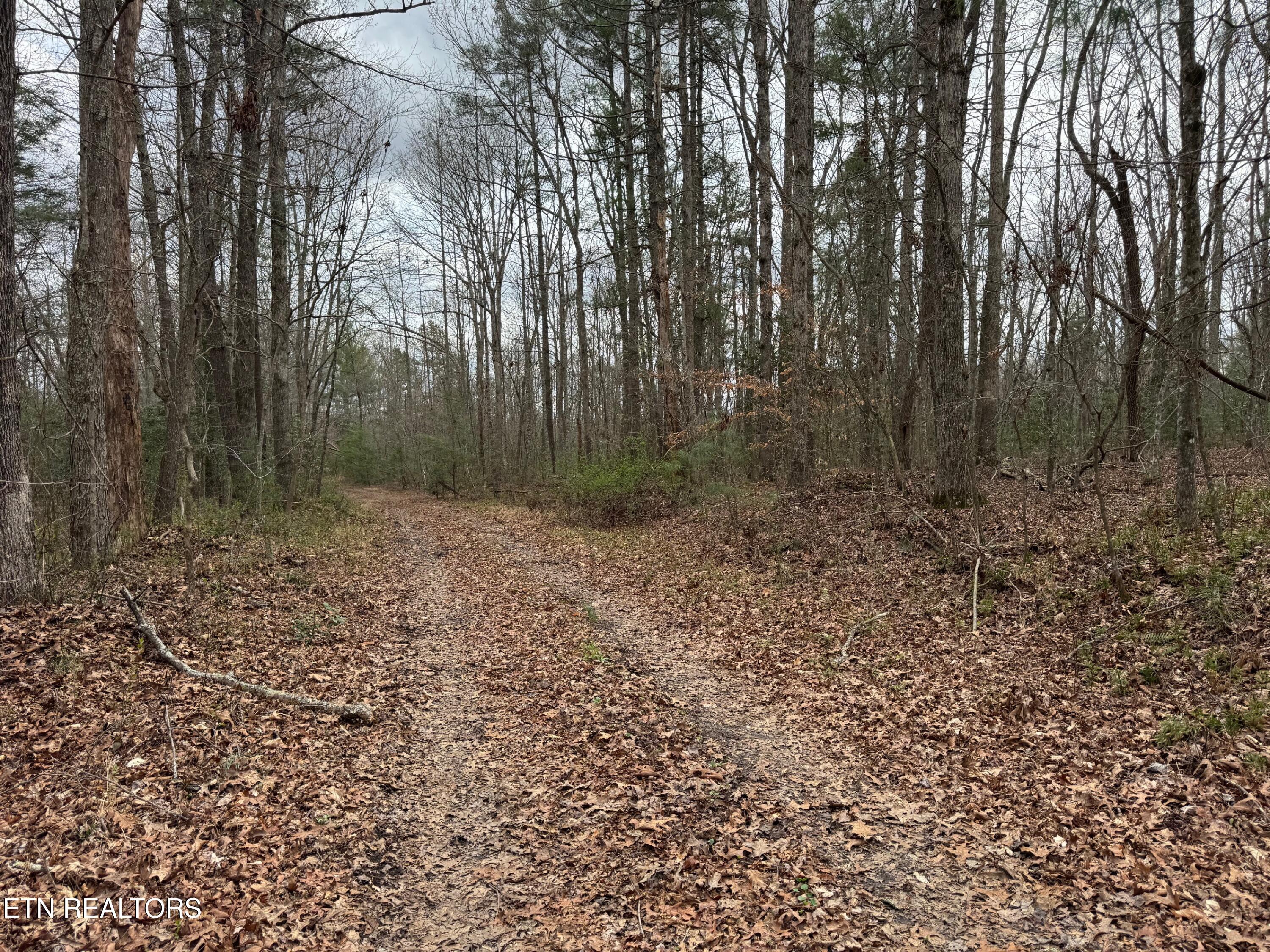 Honey Creek Loop Road Allardt, TN 38504 - Photo 7 of 11 honey creek 7