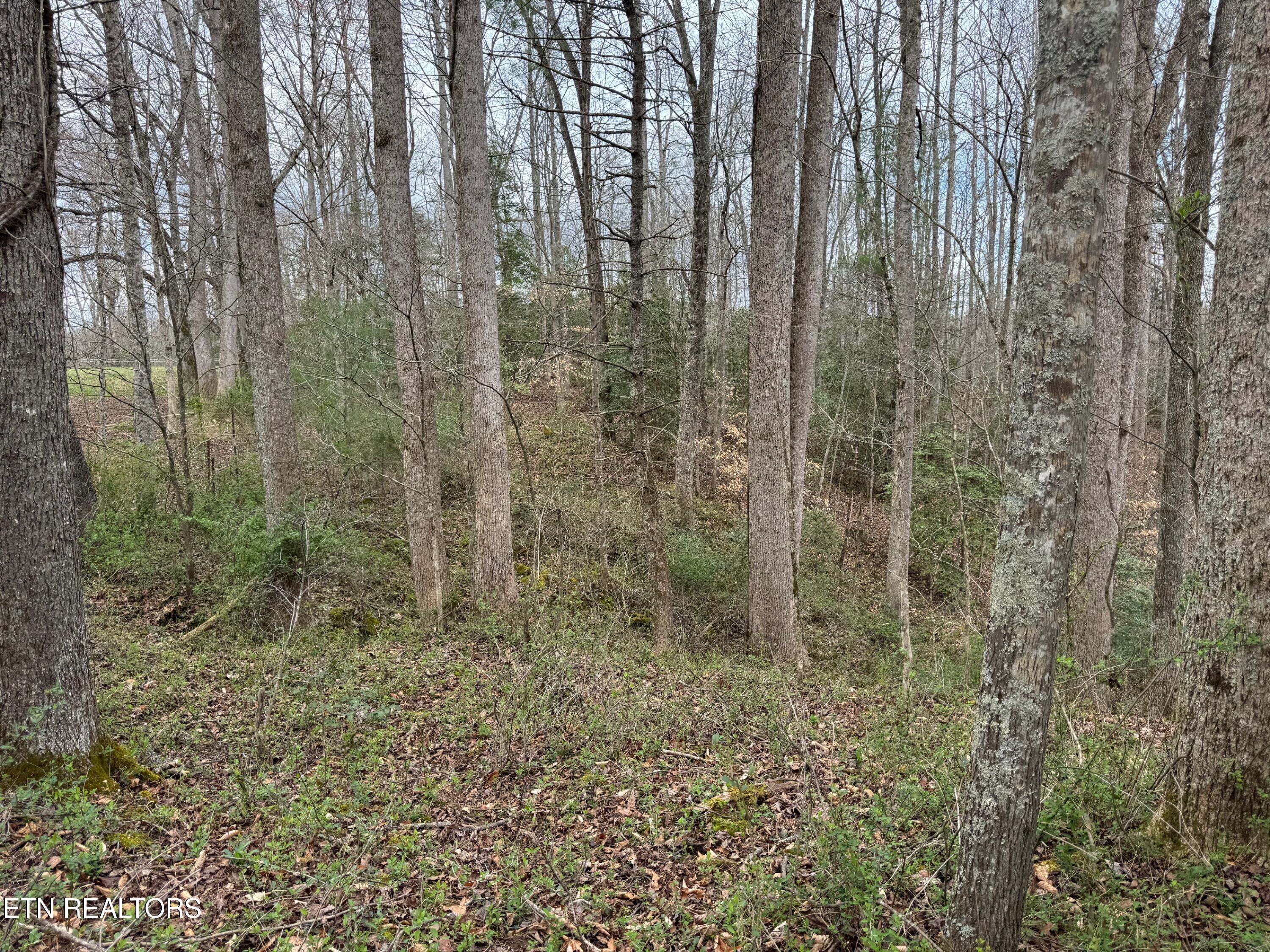 Honey Creek Loop Road Allardt, TN 38504 - Photo 8 of 11 honey creek 9