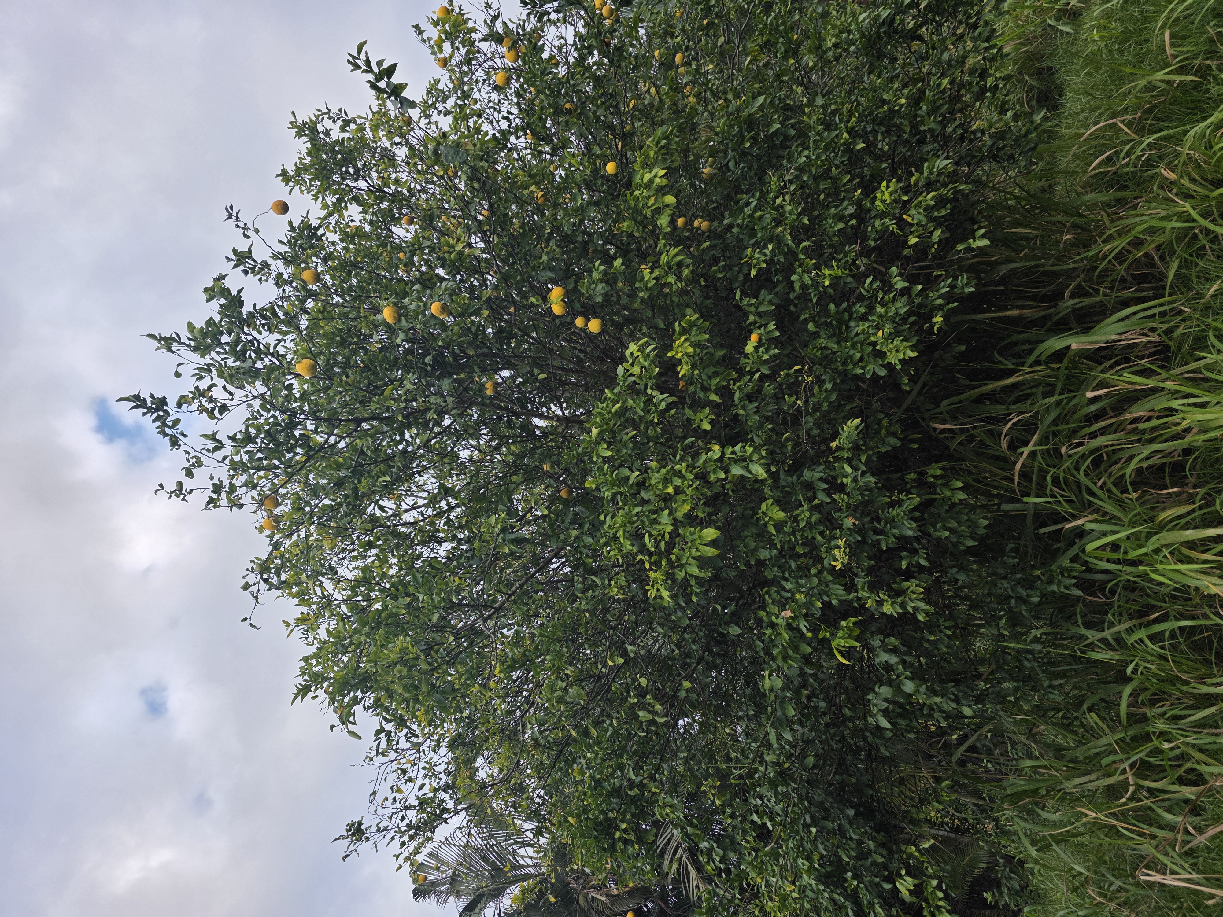 6469 L Kawaihau Road Kapaa, HI 96746 - Photo 11 of 12 view of a tree with a street