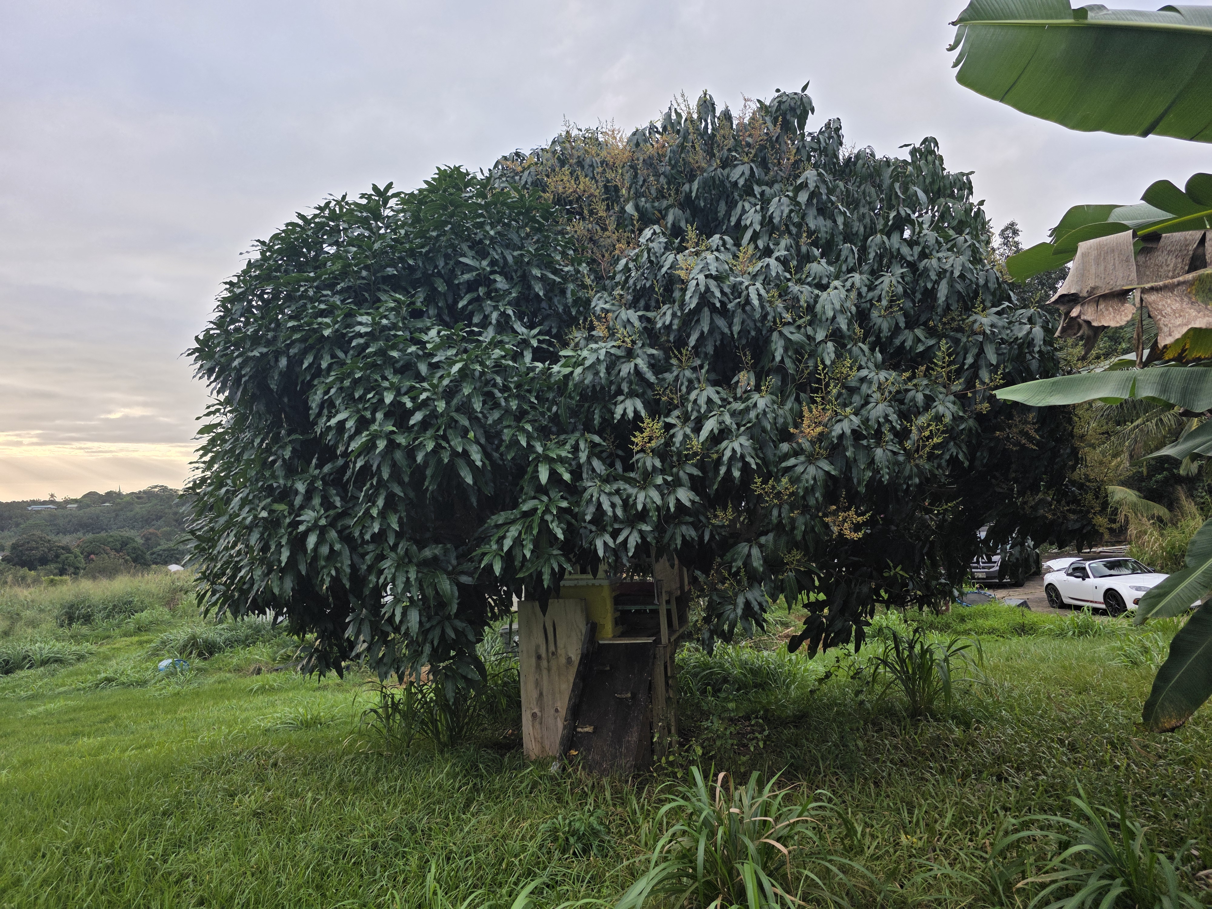 6469 L Kawaihau Road Kapaa, HI 96746 - Photo 12 of 12 a green field with lots of trees