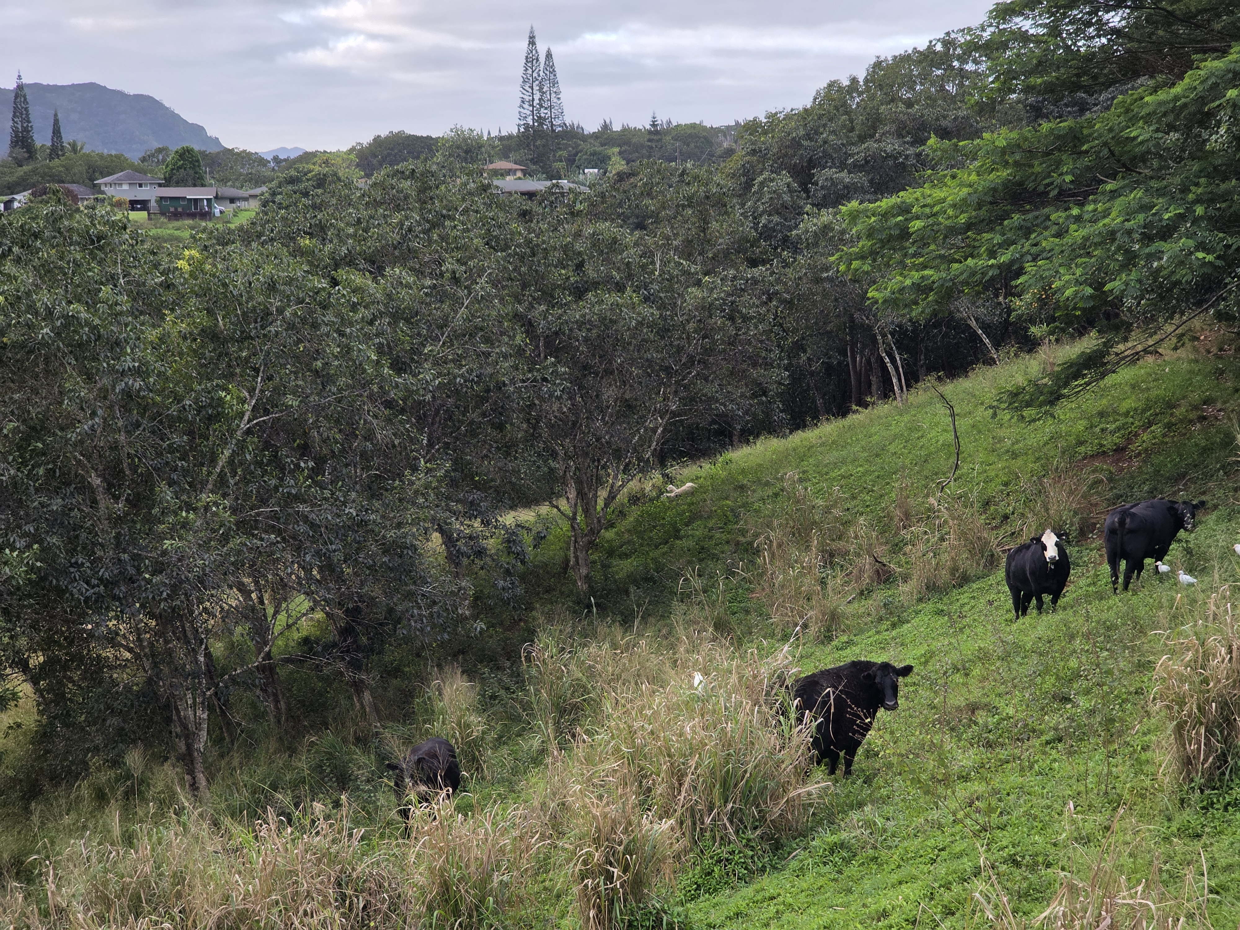 6469 L Kawaihau Road Kapaa, HI 96746 - Photo 7 of 12 a view of a lake with a house in the background