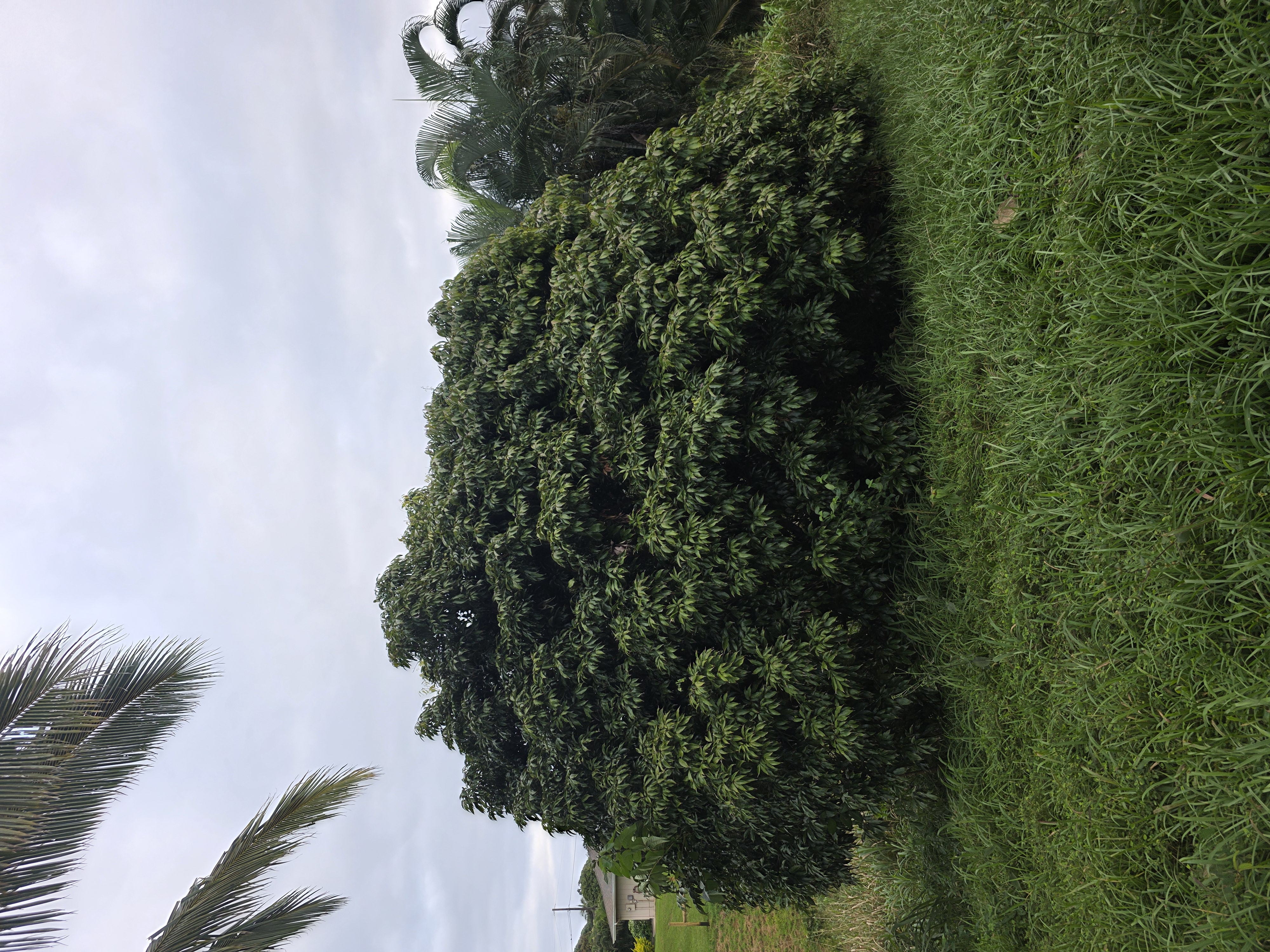 6469 L Kawaihau Road Kapaa, HI 96746 - Photo 8 of 12 a view of a green yard