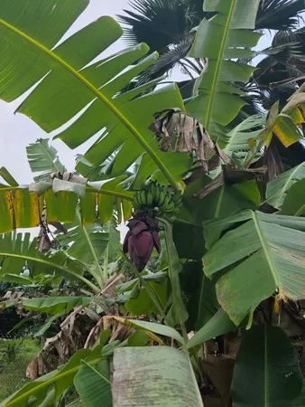 a backyard of a house with lots of plants and trees