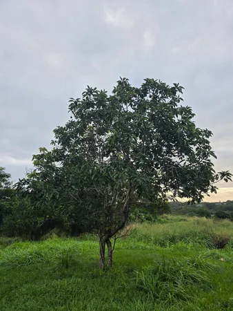 view of a tree with a street