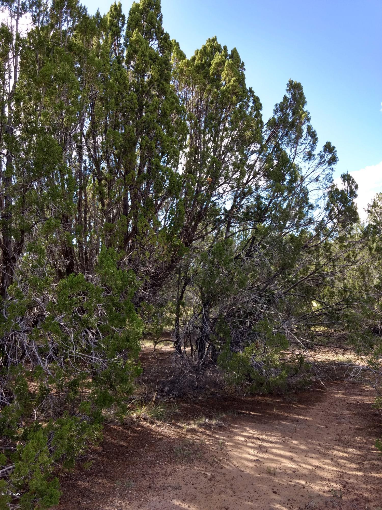 69 Spring Drive Concho, AZ 85924 - Photo 8 of 16