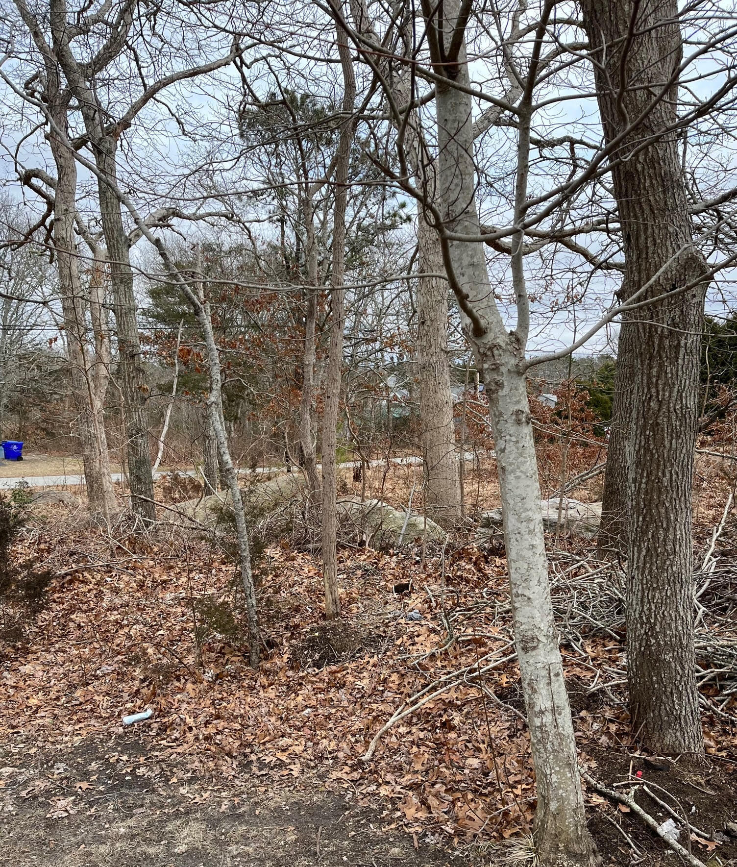 46 Holt Road Buzzards Bay, MA 02532 - Photo 3 of 18 46 holt lot view