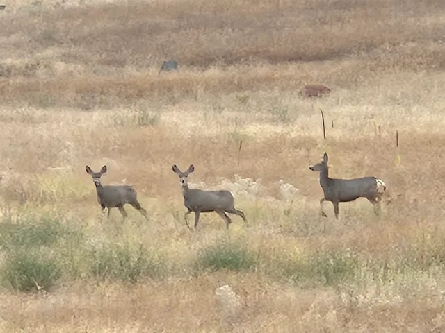 $975,000 | 26210 West Hallett Road, Medical Lake, WA 99022