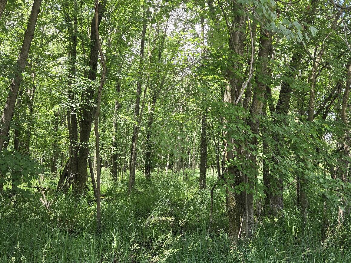 1 Tamarack Road Brillion, WI 54110 - Photo 14 of 18 Wooded