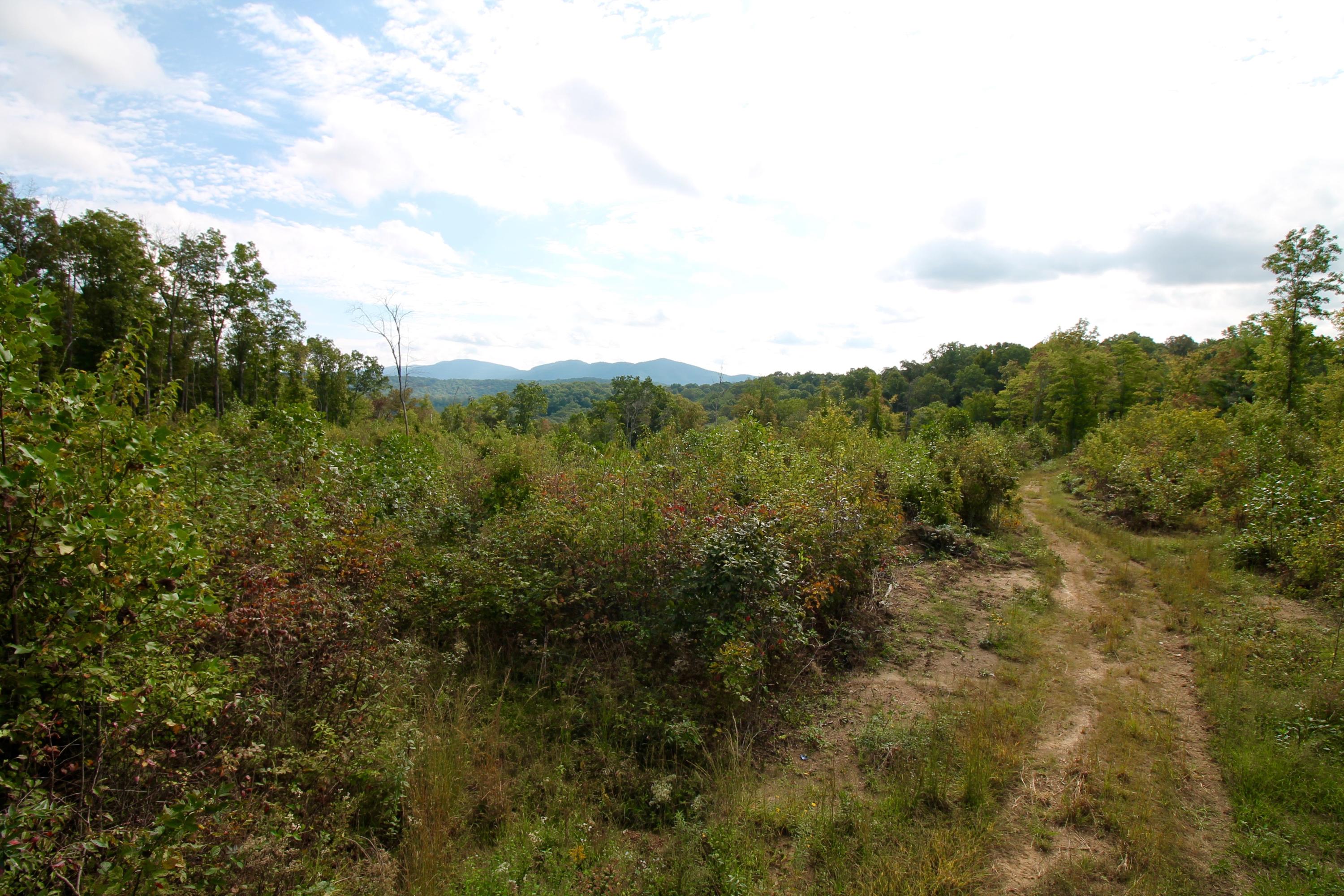 Rainbow Road Lancing, TN 37770 - Photo 11 of 40 11