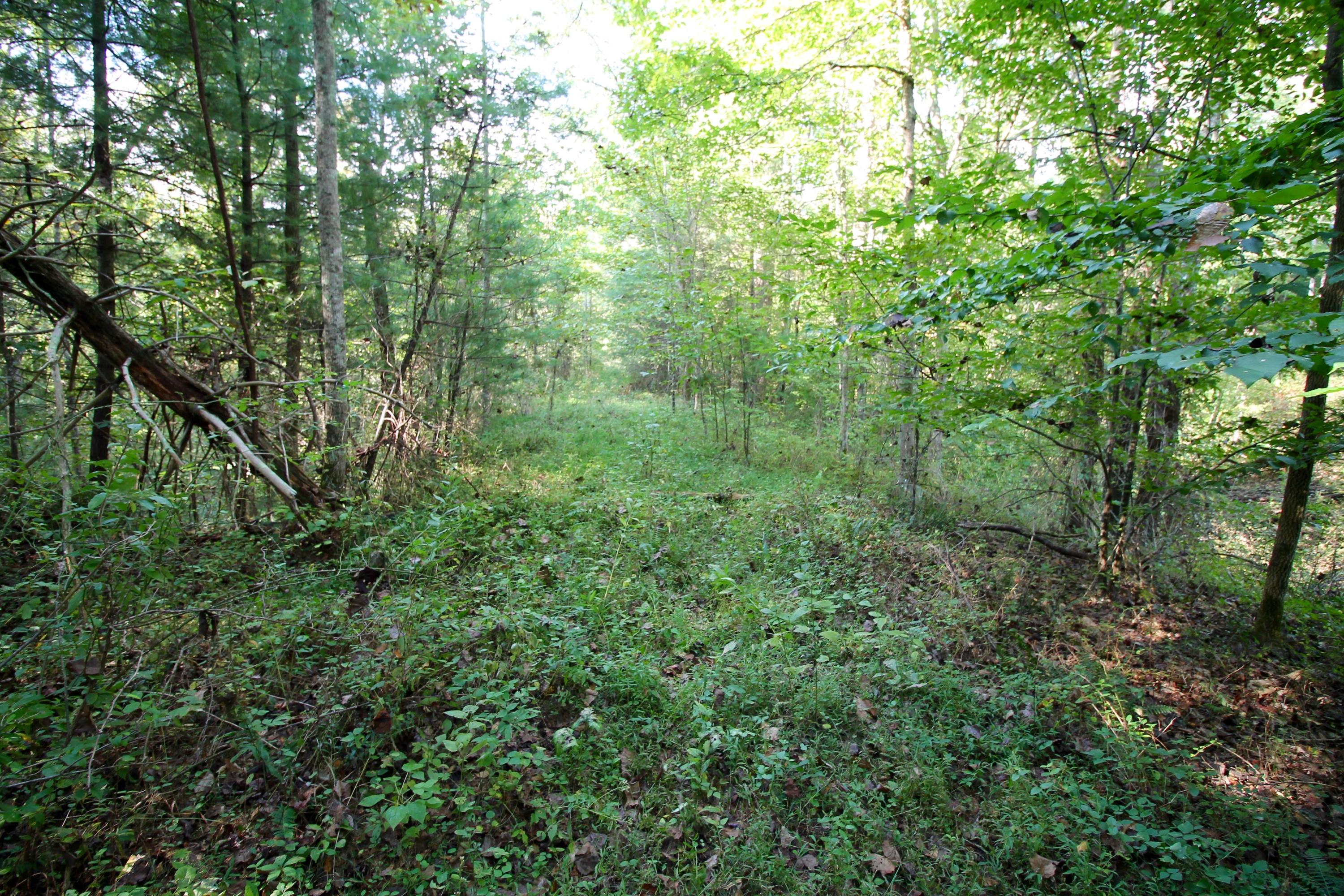 Rainbow Road Lancing, TN 37770 - Photo 19 of 40 19