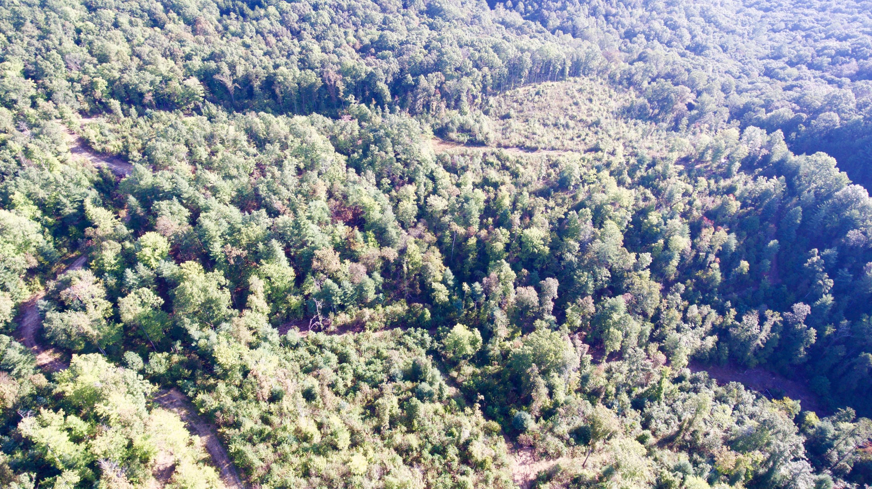 Rainbow Road Lancing, TN 37770 - Photo 25 of 40 DJI_0055