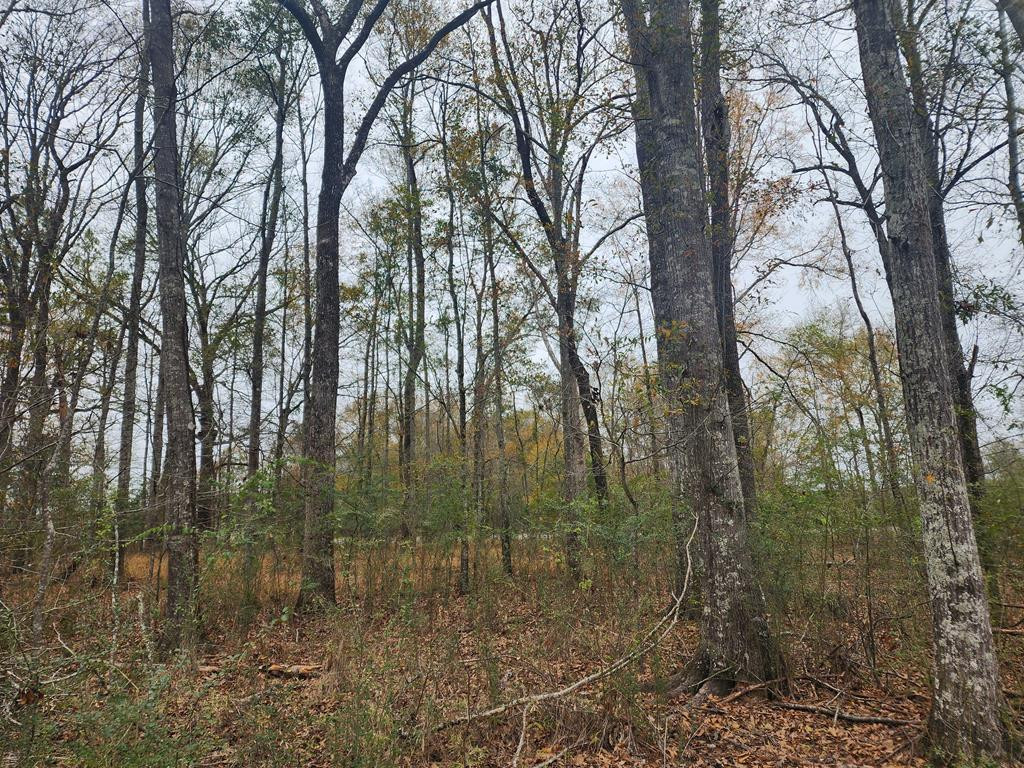 0 Bogue Chitto Road Southwest Smithdale, MS 39664 - Photo 8 of 19 Photo 8