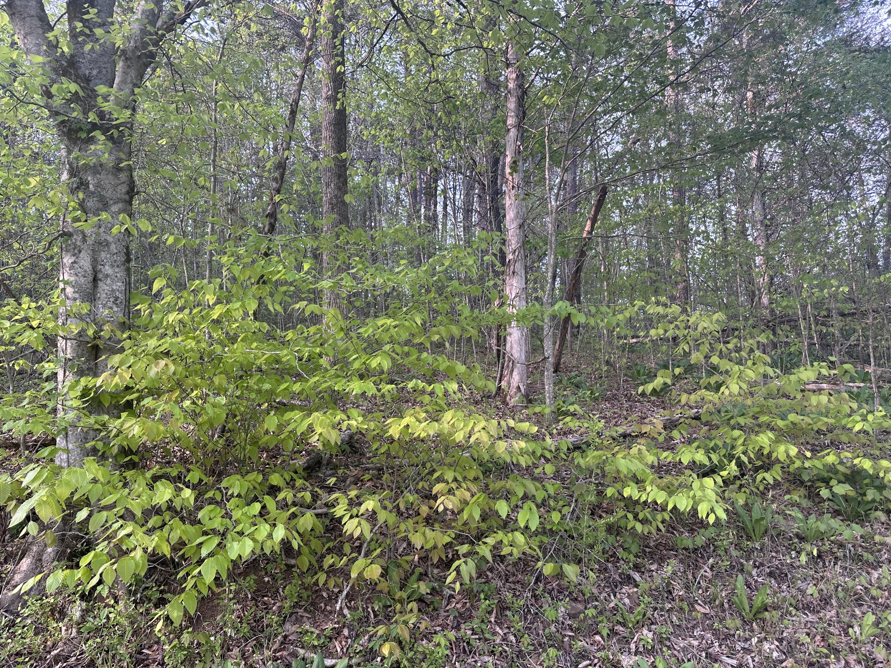 0 Lower River Road Livingston, KY 40445 - Photo 1 of 2 IMG_6522