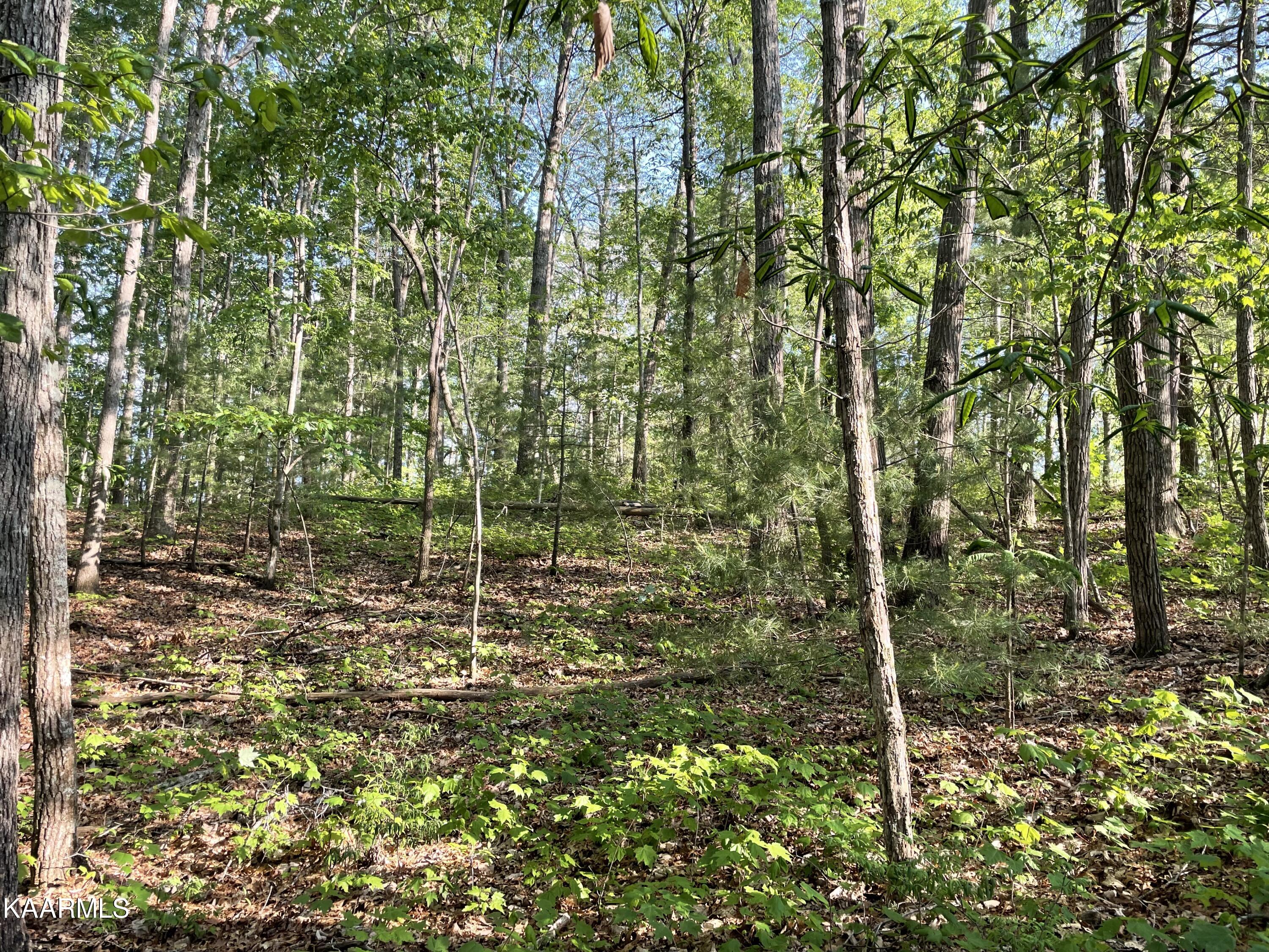 Cold Springs Road Oneida, TN 37841 - Photo 4 of 12 924FA411-FE9A-4570-89C2-90137E3B9875