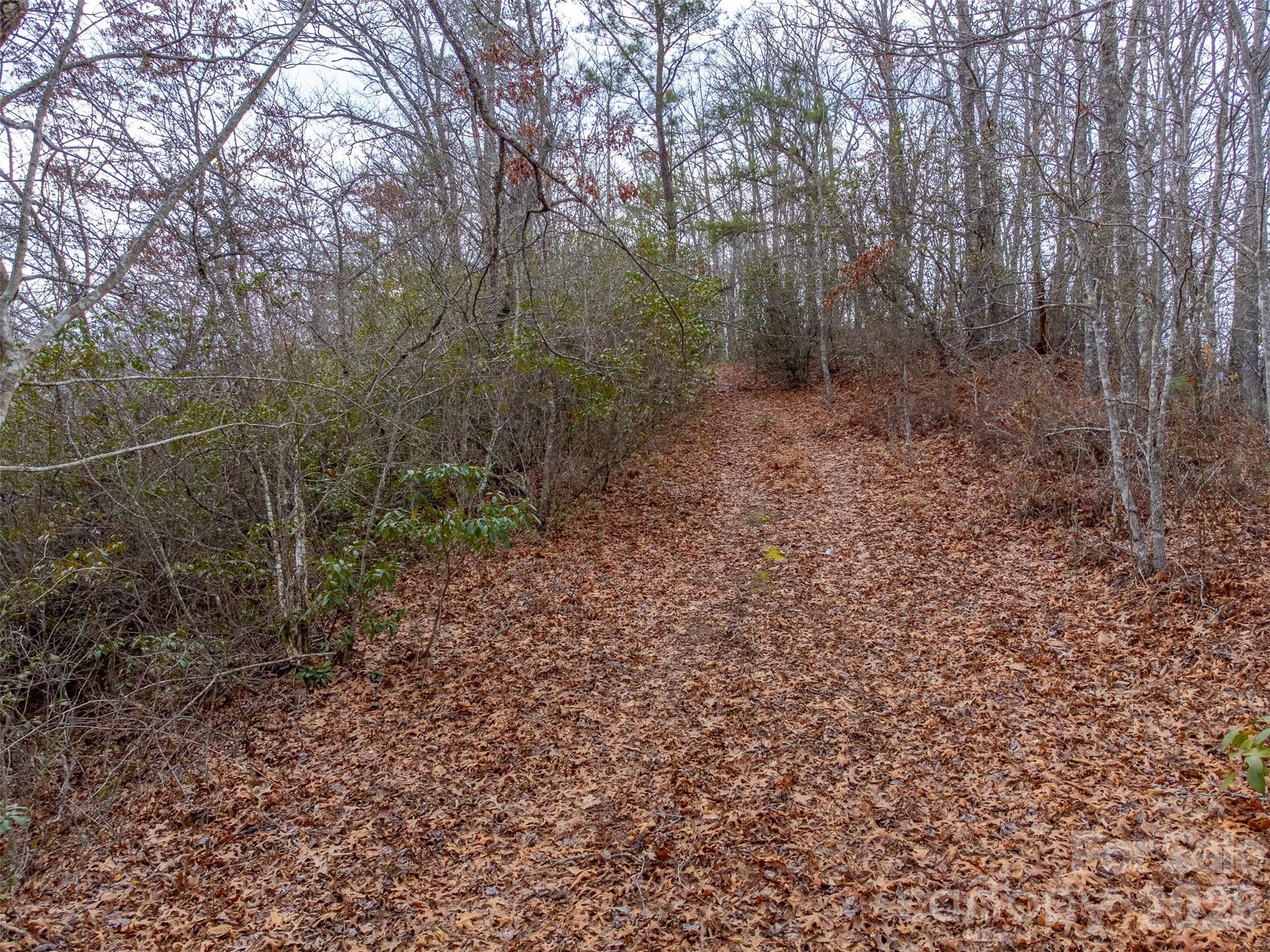 9999 Lower Burningtown Road Franklin, NC 28734 - Photo 9 of 26 a view of a forest with trees in the background