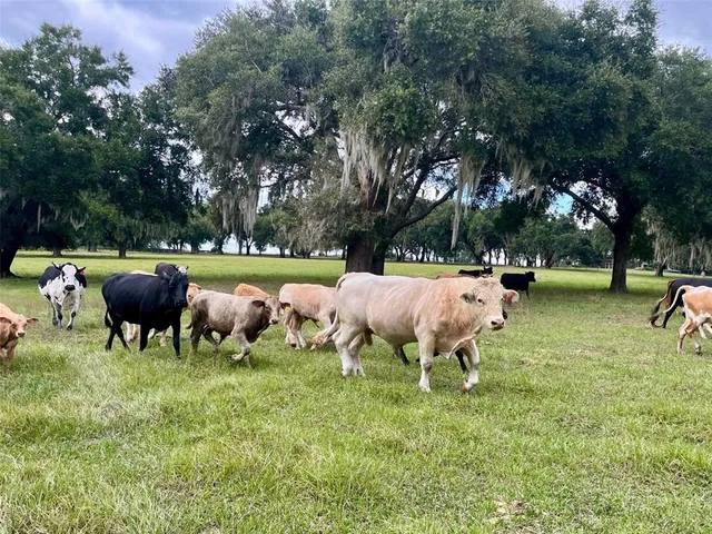a living room with furniture and a dining table with wooden floor