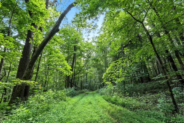 a view of a big yard with lots of bushes