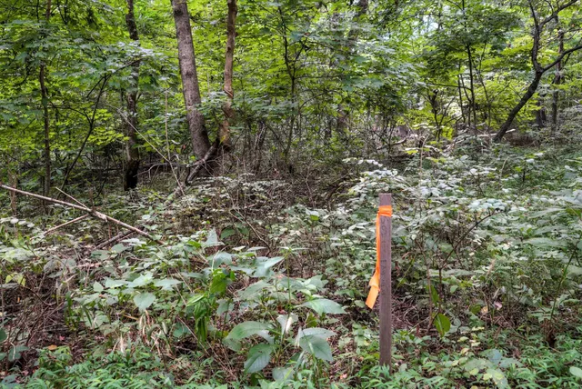 a backyard of a house with lots of green space