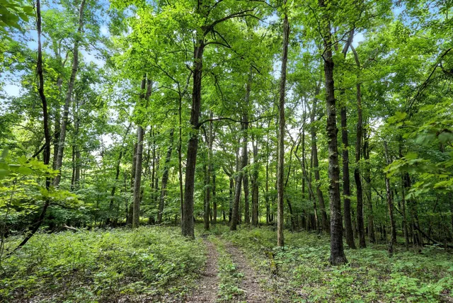 a view of a big yard with lots of bushes