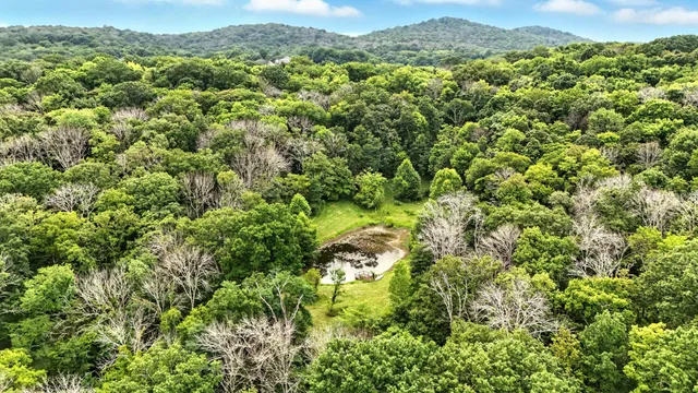 a view of a yard with plants