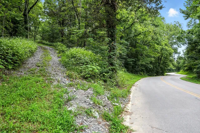 a view of a lush green forest