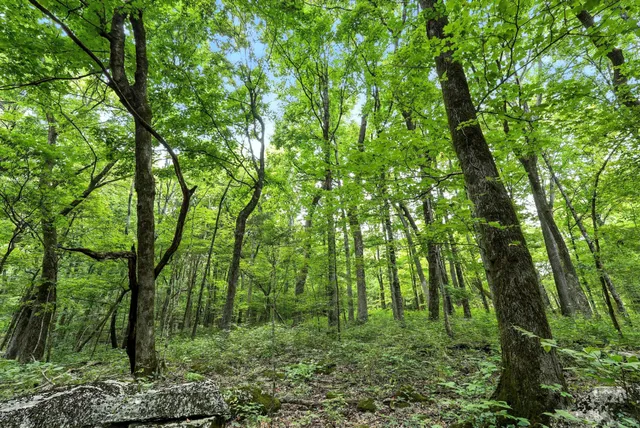 a view of a golf course with a lake