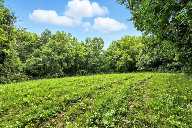 a view of a lush green forest with lots of trees