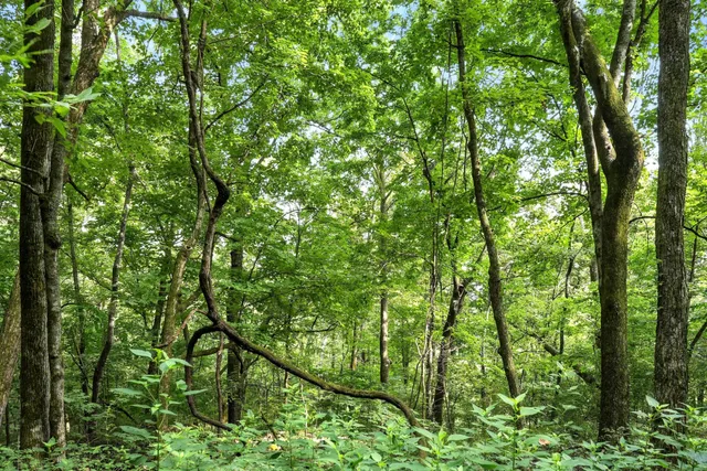 a view of a lush green forest