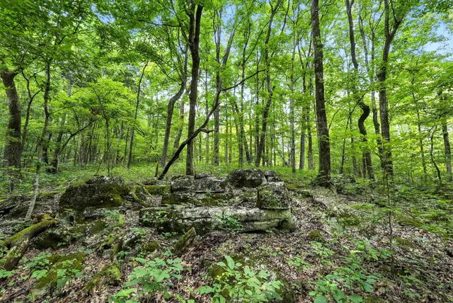 a big yard with lots of green space and trees