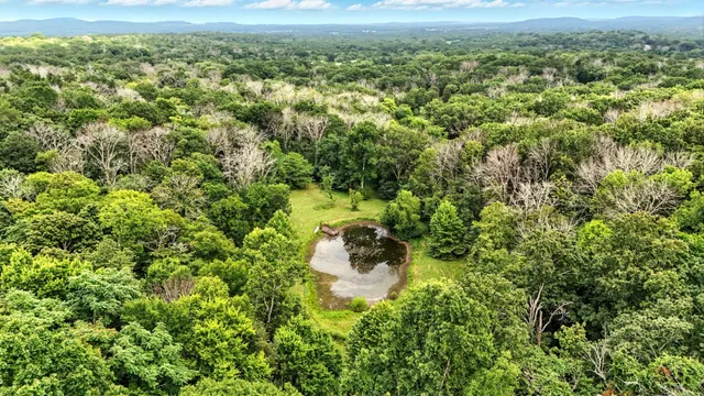 a view of a lush green forest with mountains in the background