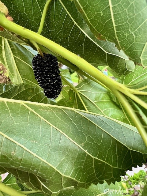 1455 Cresta Road Corona, CA 92879 - Photo 29 of 31 Mulberry