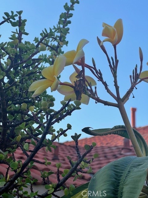 1455 Cresta Road Corona, CA 92879 - Photo 30 of 31 Plumerias and many palms.