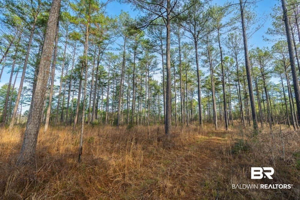 0 Private Road Millry, AL 36558 - Photo 34 of 50
