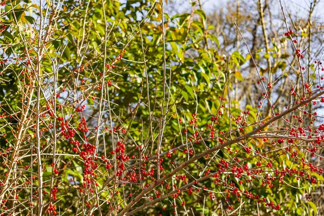 a view of a dry yard with trees