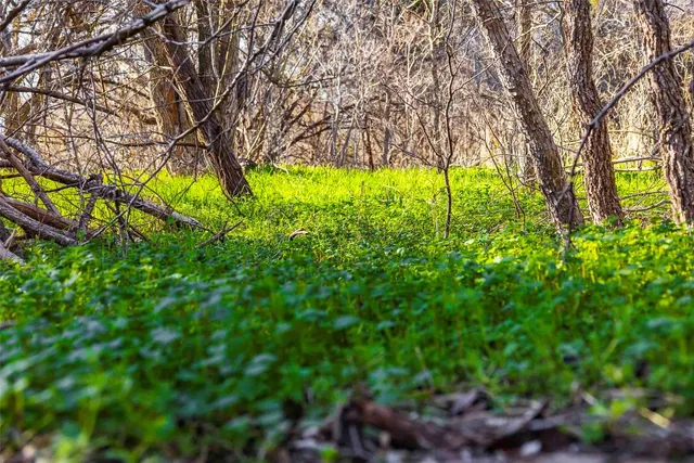 a view of a yard with a tree