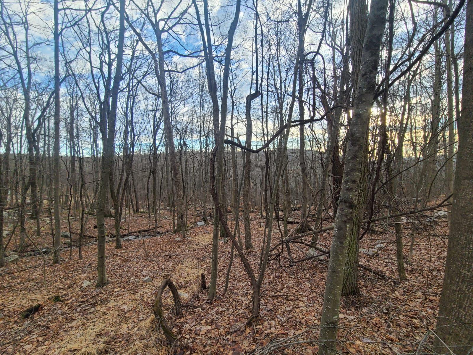 Ferguson Road Bloomingburg, NY 12721 - Photo 1 of 1 View of local wilderness