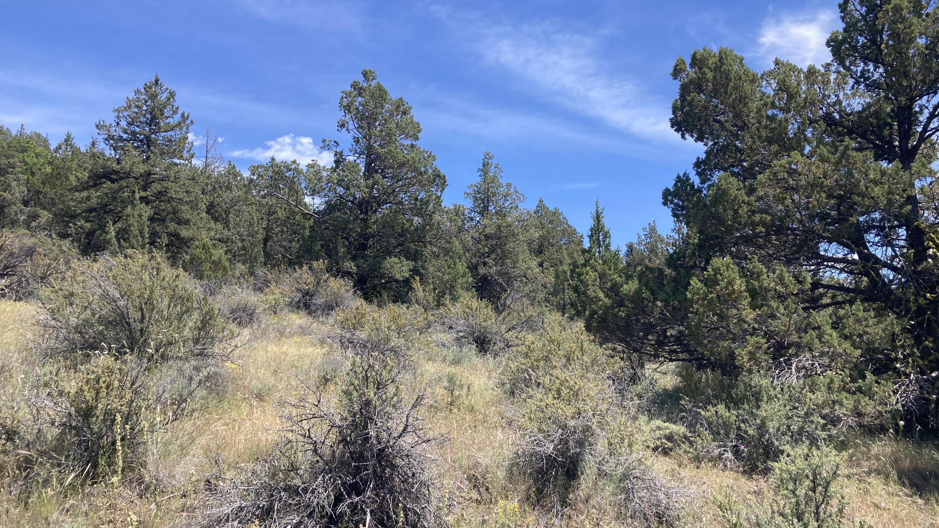 Nsa Loomis Cabin Road McArthur, CA 96056 - Photo 11 of 11 IMG_1708