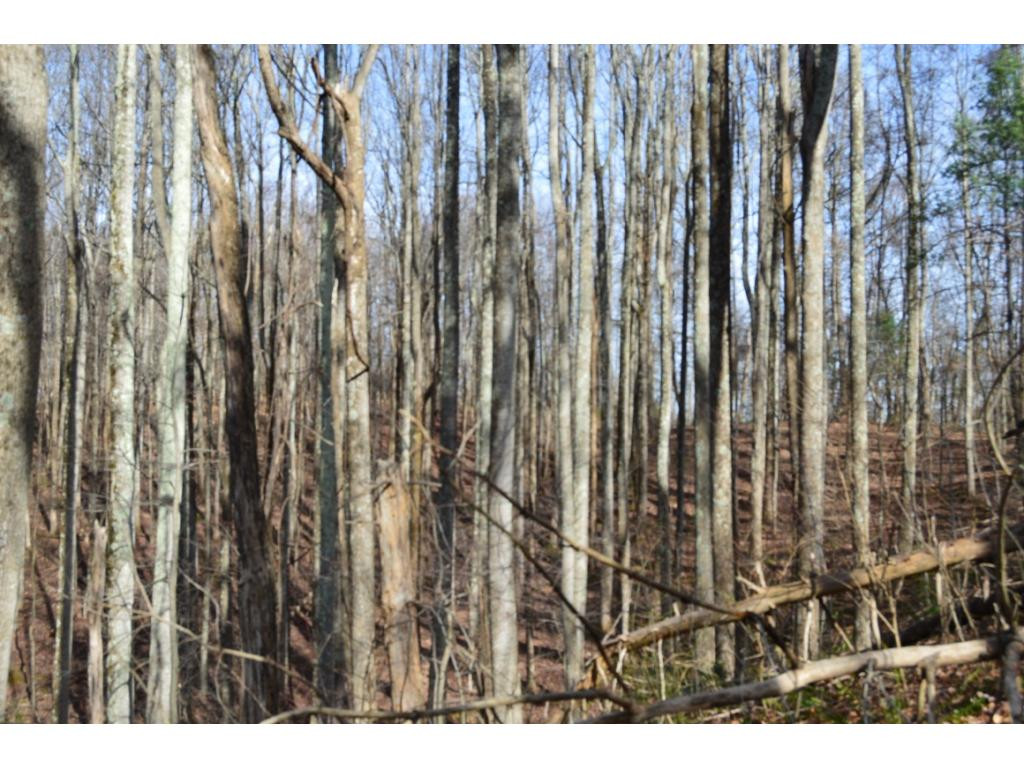 Tbd Clarktown Road Unicoi, TN 37692 - Photo 7 of 21 Photo 7