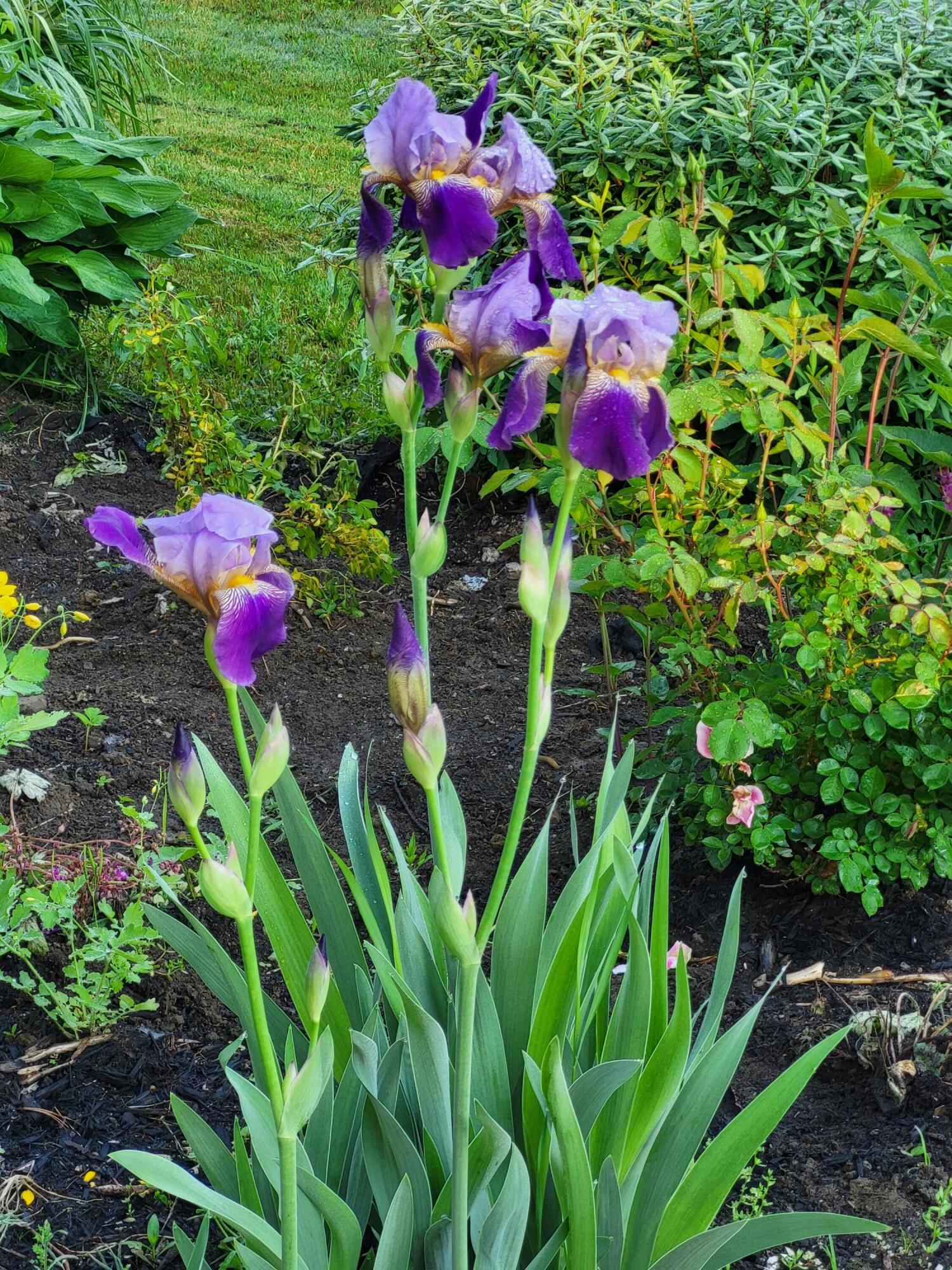 41 High Street Dover-Foxcroft, ME 04426 - Photo 74 of 88 Iris