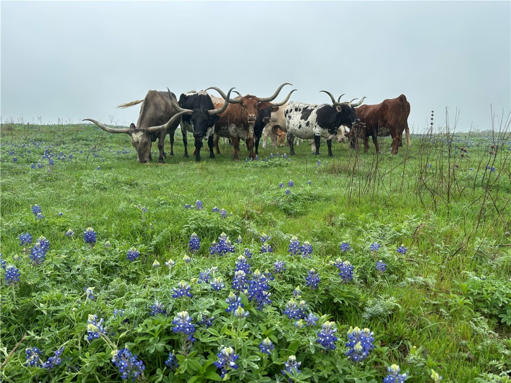 1716 B County Road 469 Coupland, TX 78615 - Photo 15 of 27
