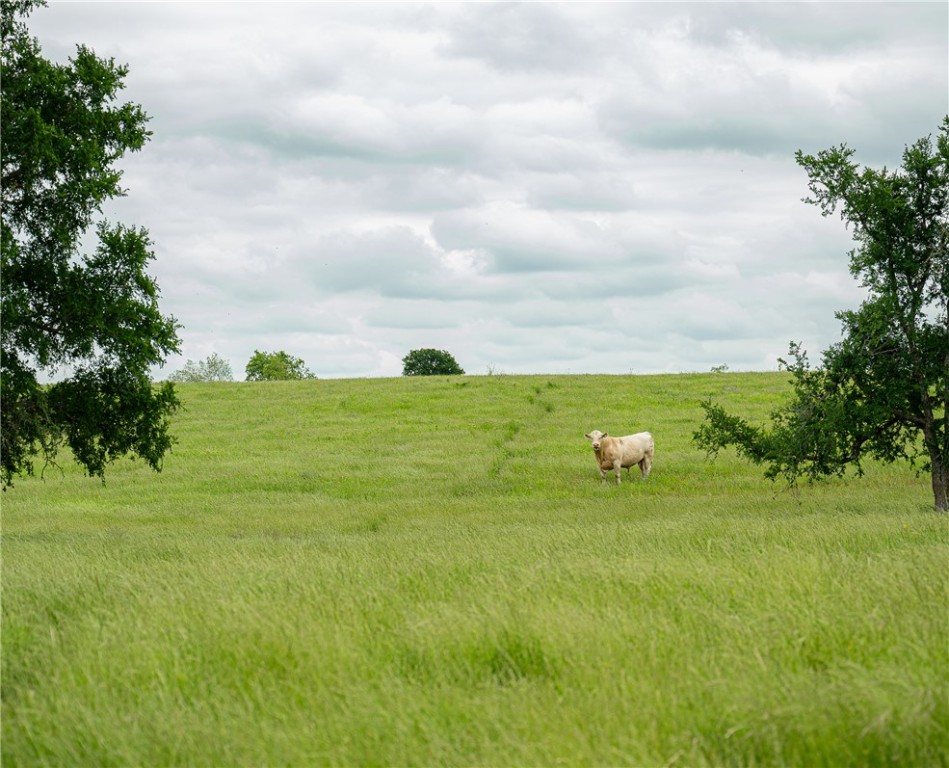 1716 B County Road 469 Coupland, TX 78615 - Photo 24 of 27 View of yard with a view of rural / pastoral area