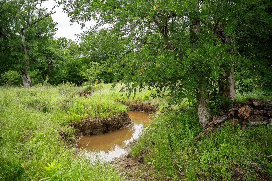 1716 B County Road 469 Coupland, TX 78615 - Photo 8 of 27 View of local wilderness