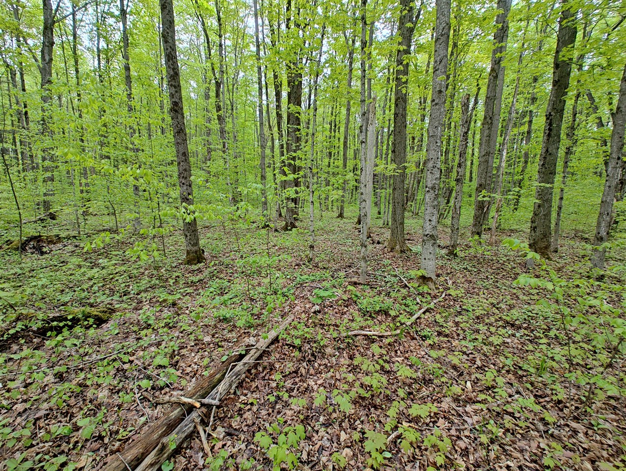 Vl Covert Road Northeast Mancelona, MI 49659 - Photo 6 of 22