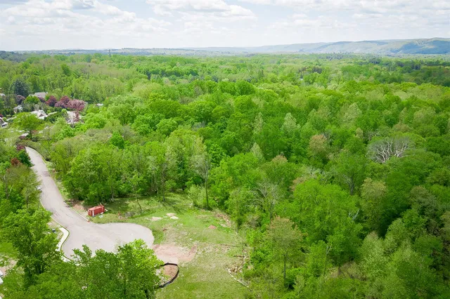a view of a yard with plants and large trees
