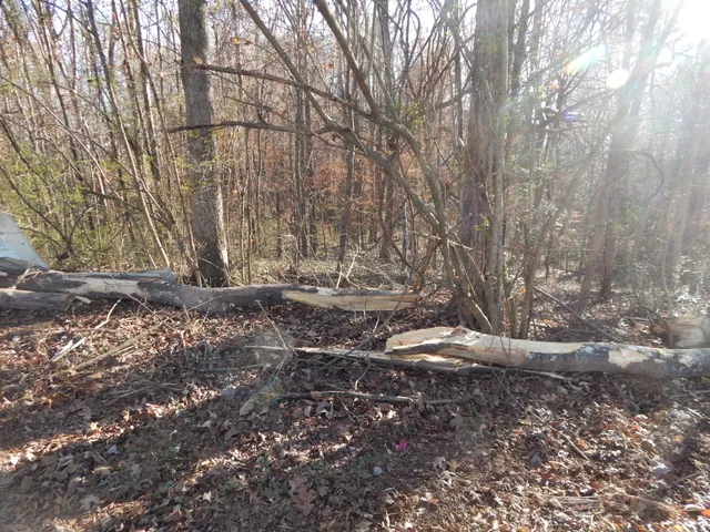 a view of dirt yard with a large tree