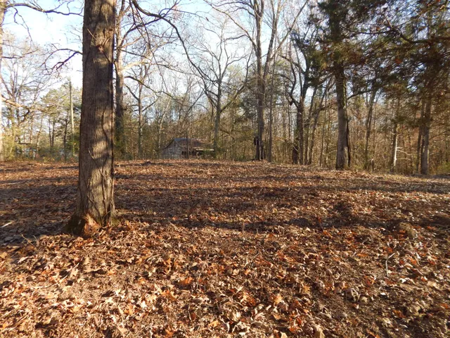 a big yard with lots of green space and palm trees