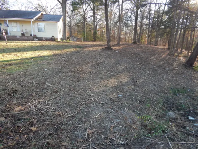 a view of a forest with trees