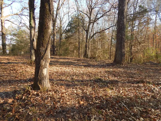 a view of a yard with trees