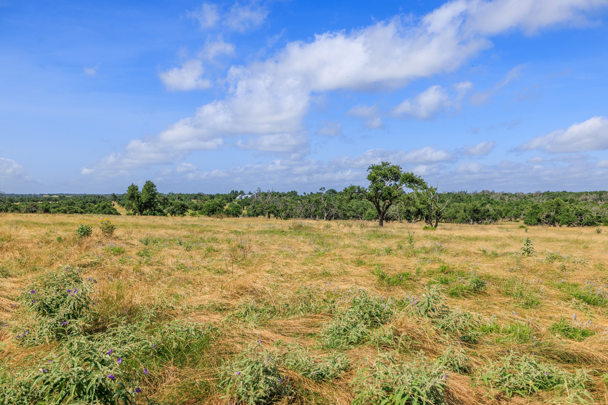 436 Stevens Ranch Road Harper, TX 78631 - Photo 21 of 31 Acres of open pasture and scattered trees provide a tranquil backdrop under wide blue skies.