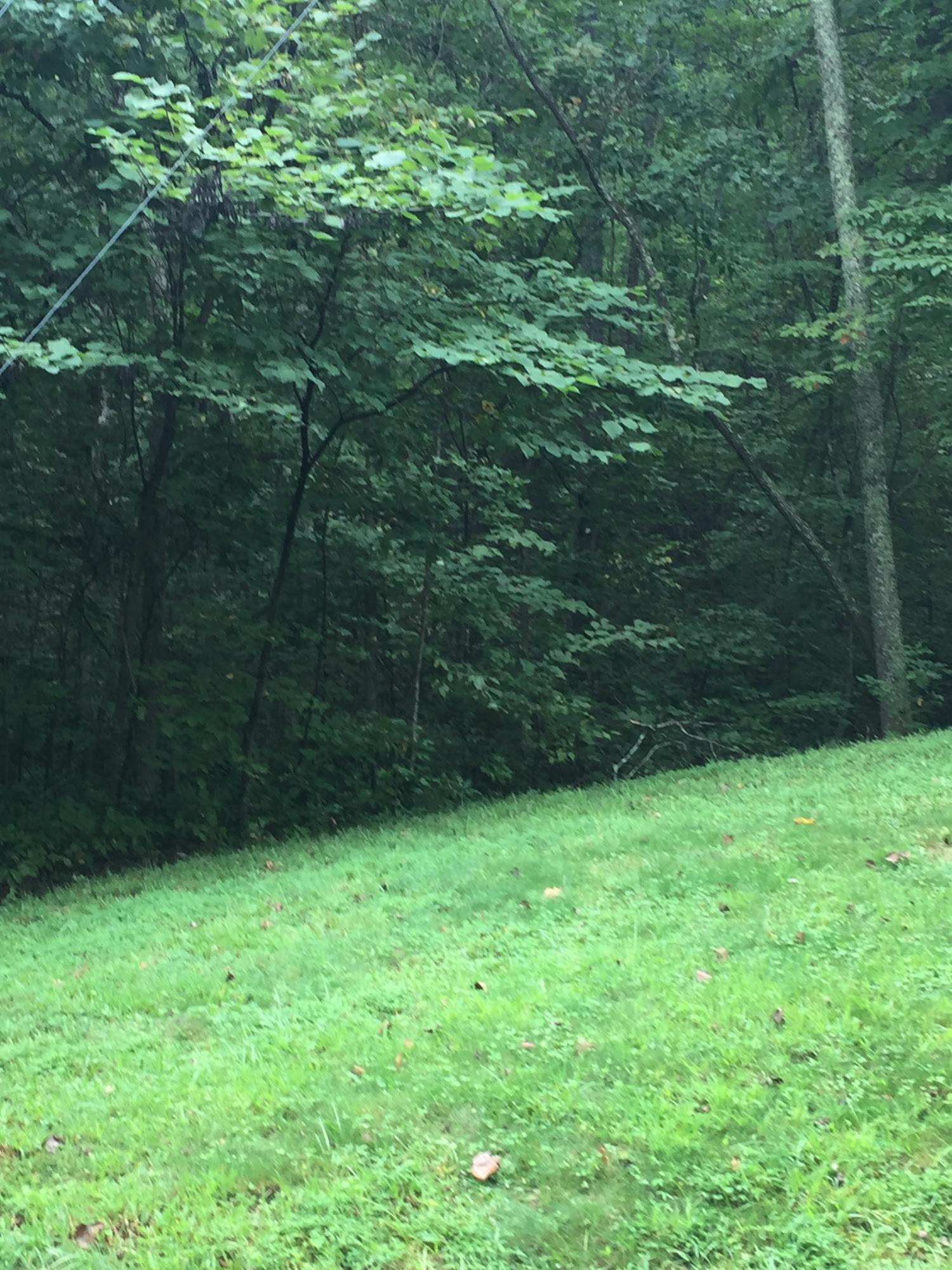 150 Rabbit Run Way Dandridge, TN 37725 - Photo 3 of 4 Rabbit 2